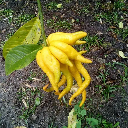 Quinta Victoria