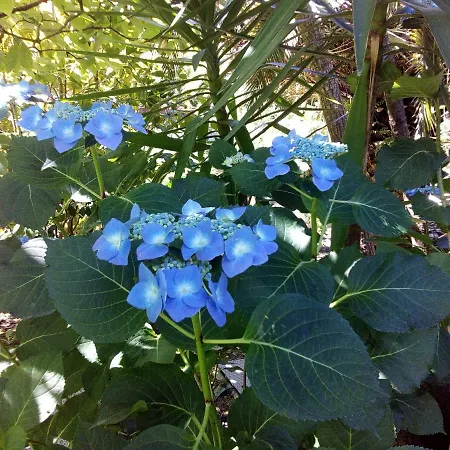 Appartamento Quinta Victoria *