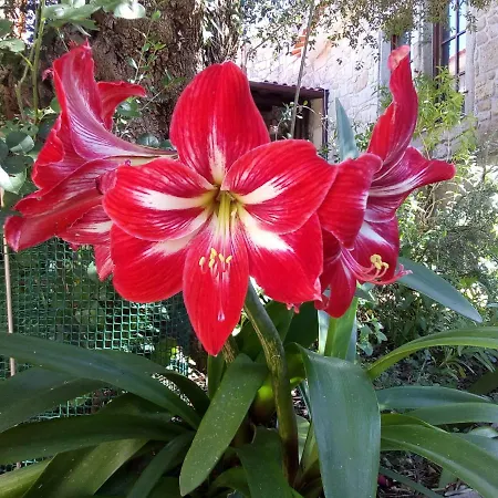 Quinta Victoria Appartamento *