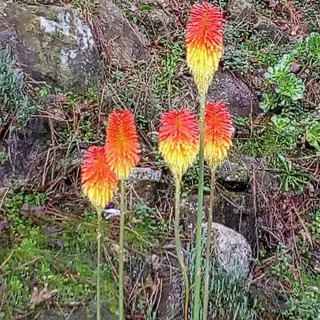 Apartment Quinta Victoria