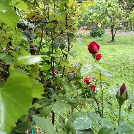 Quinta Victoria شقة Gião