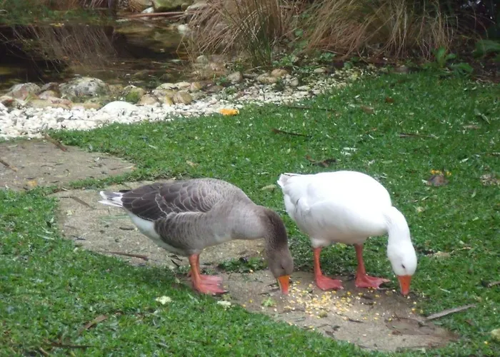 Quinta Victoria Gião