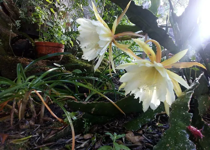 Quinta Victoria * Gião