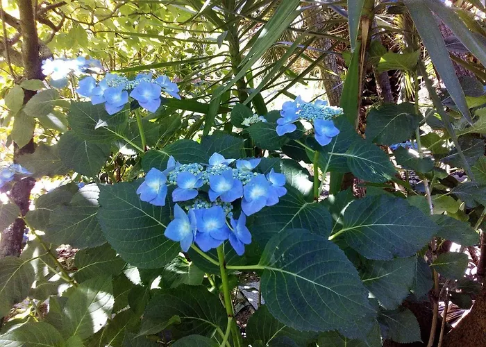 Appartamento Quinta Victoria *