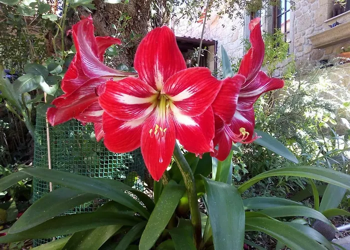 Quinta Victoria Appartamento *