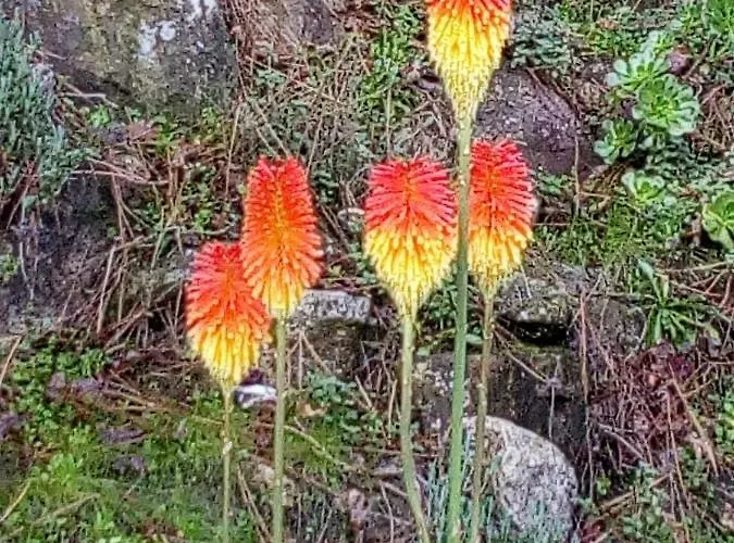 Appartamento Quinta Victoria